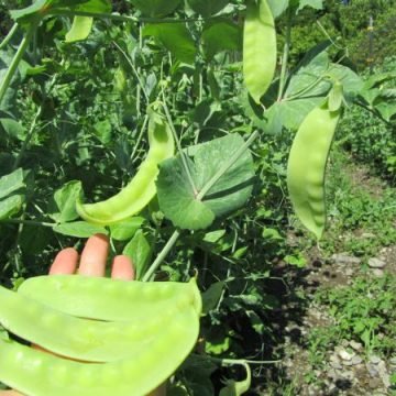 Schweizer Riesen Snow Peas