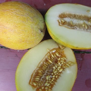 Sharlyn Melon Seeds
