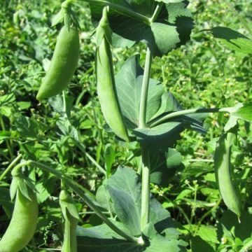 Snap Peas