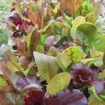 Lettuce Mix