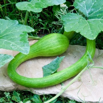 Tromboncino Summer Squash Seeds