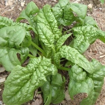 winter bloomsdale spinach seeds