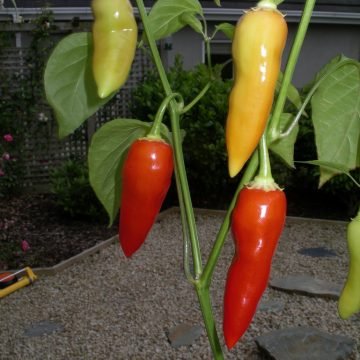 aji crystal pepper seeds