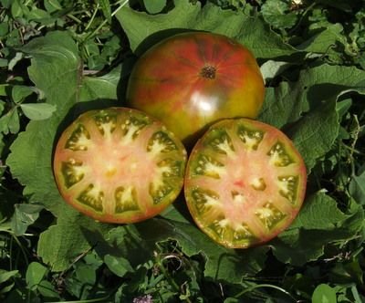 Ananas Noire Rainbow Pineapple Seeds