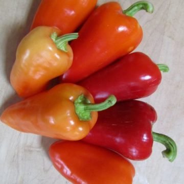 Sweet Peppers