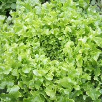 austrian frilly green leaf seeds