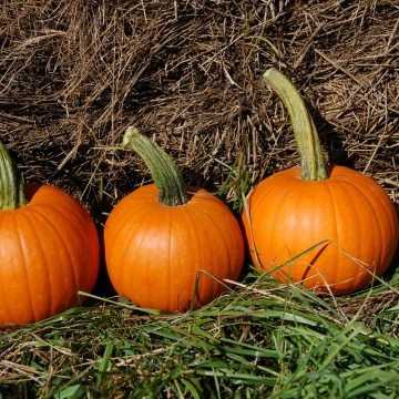 baby pam pumpkin seeds
