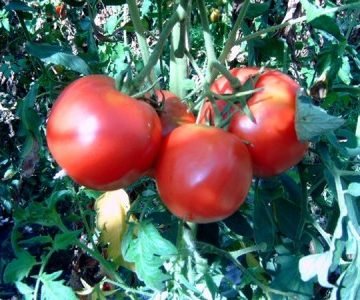 berner rose tomato seeds