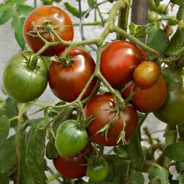 black prince tomato seeds