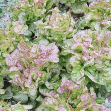 Blushed Butter Lettuce Seeds