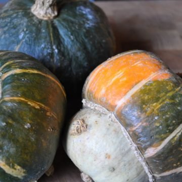 biodynamic buttercup squash seeds