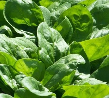 butterflay spinach seeds