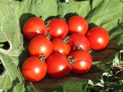 Chadwicks Cherry Tomato Seeds