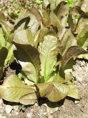Heirloom Cimmaron Romaine Lettuce