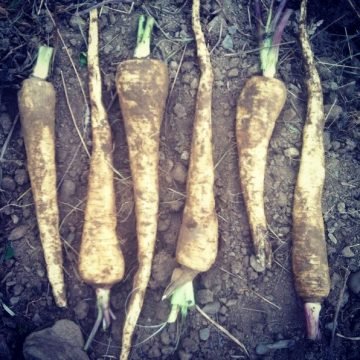 Cobham Marrow Parsnip Seeds