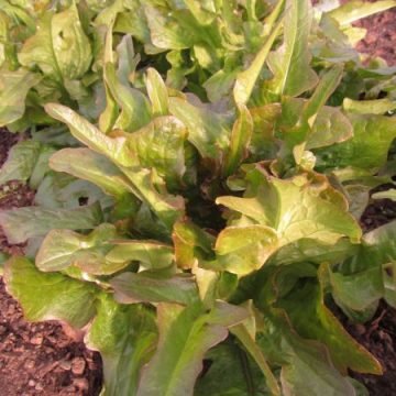 cocarde oak leaf lettuce