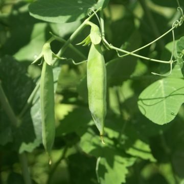 Coral Shelling Pea Seeds