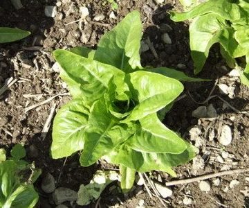 deer tongue lettuce seeds