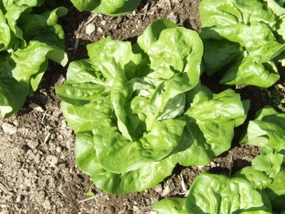 Ermosa Butterhead Lettuce Seeds