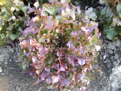 Fire Mountain Lettuce Seeds