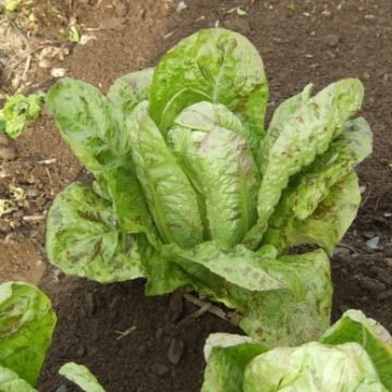 Romaine