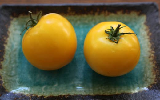 golden delight tomato seeds