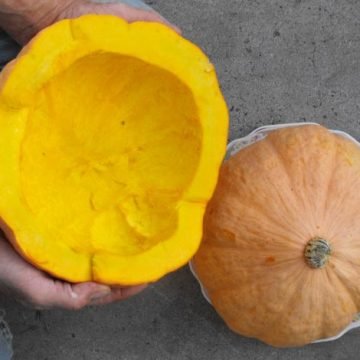 native american hidatsa seeds