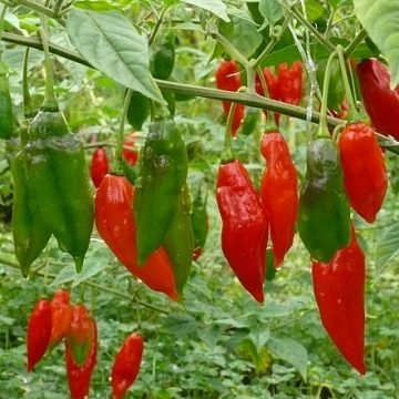 hot paper lantern habanero seeds