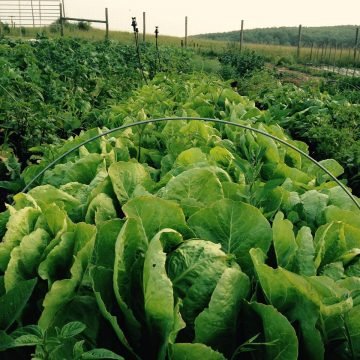 Jericho Romaine Lettuce Seeds
