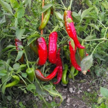 jimmy nardello pepper seeds