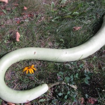 Langenaria Cucuzzi Edible Gourd Seeds