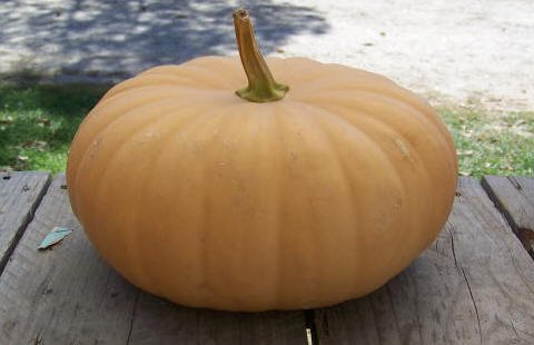 long island cheese seeds