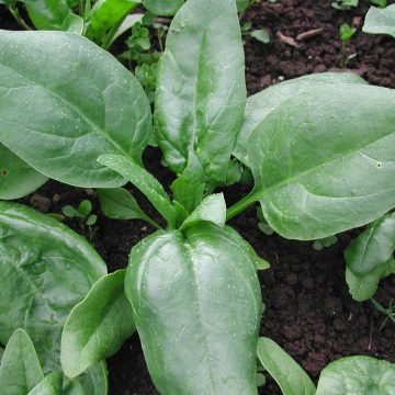 matador hardy spinach seeds
