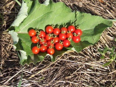 matts wild cherry tomato seeds