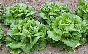 May Queen Lettuce Seeds