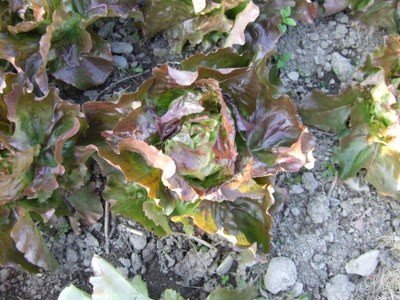 Mikola Red Butterhead Lettuce
