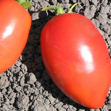 heirloom myona tomato seeds