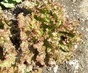 new red fire lettuce