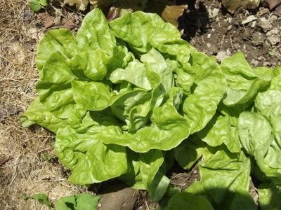 North Pole Lettuce Seeds