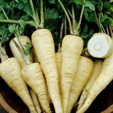 Parsnips