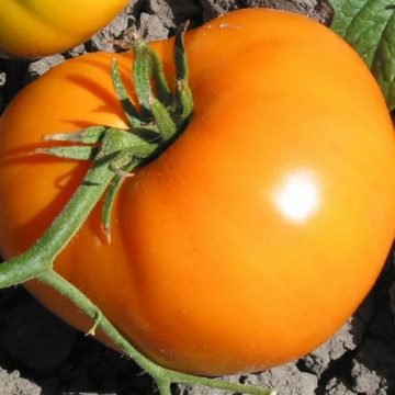 persimmon tomato seeds
