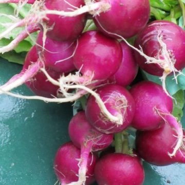 purple plum radish seeds