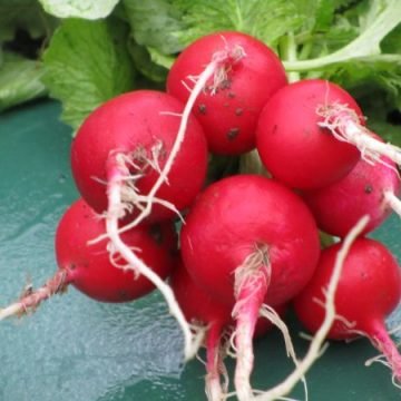 biodynamic sora radish seeds