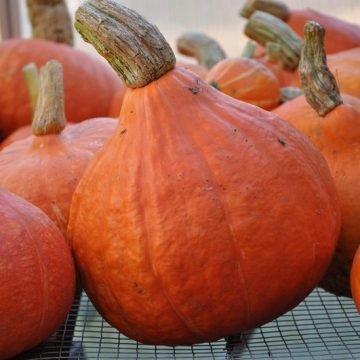 red kuri squash seeds