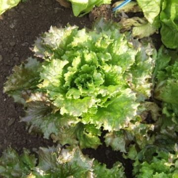 red tinged winter lettuce