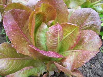 Rouge DHiver Romaine Lettuce