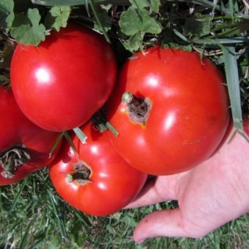 Red Slicing Tomatoes