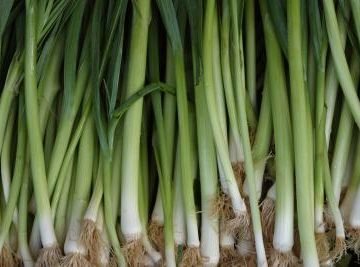 Scallions & Bunching Onions