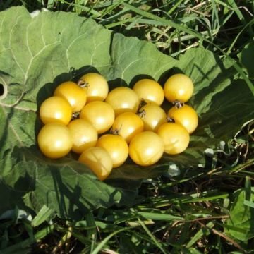 Cherry and Small Salad Tomatoes