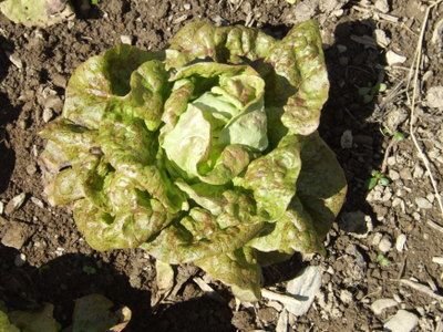 Speckled Amish Butterhead Lettuce
